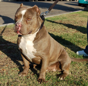 BOWWOW PITS THEE ROCK